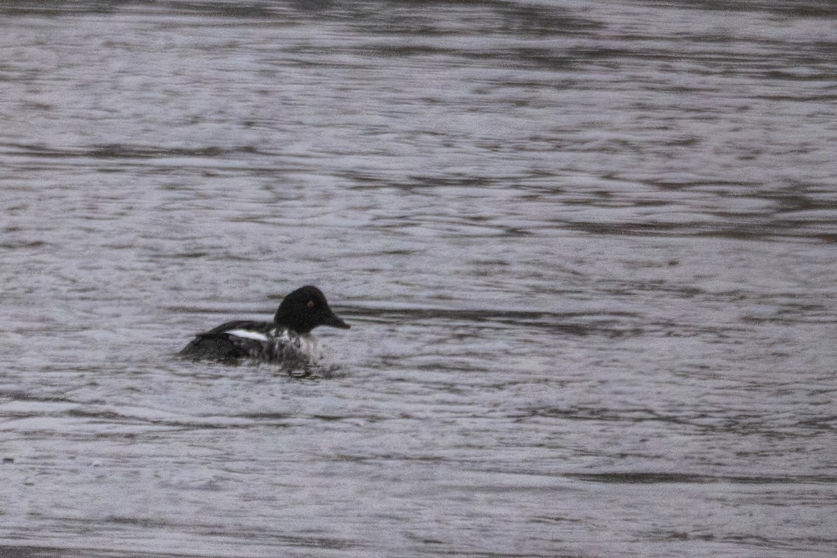 kvinand - ML646763887