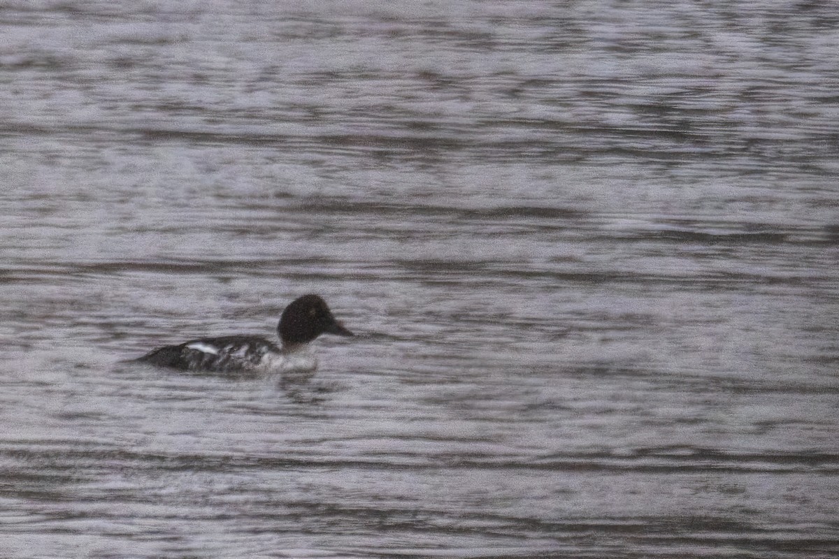 kvinand - ML646763888