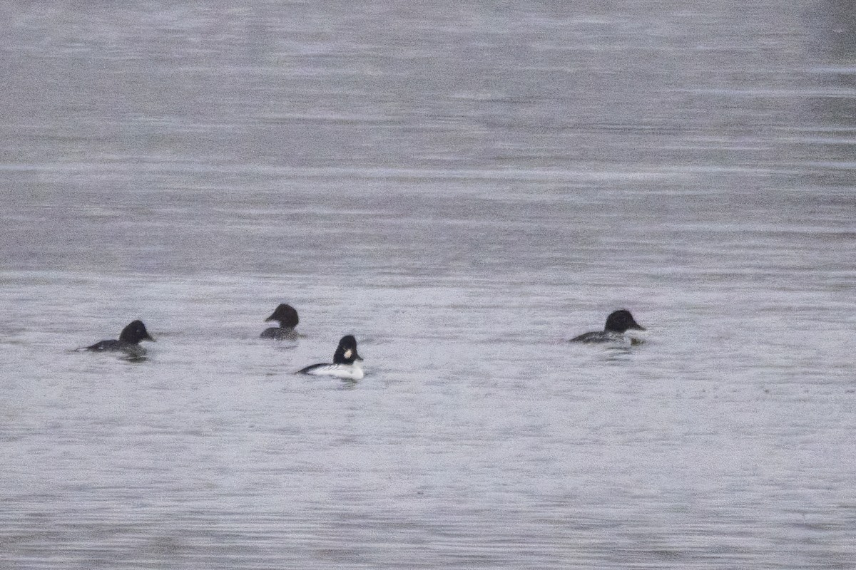 kvinand - ML646763889