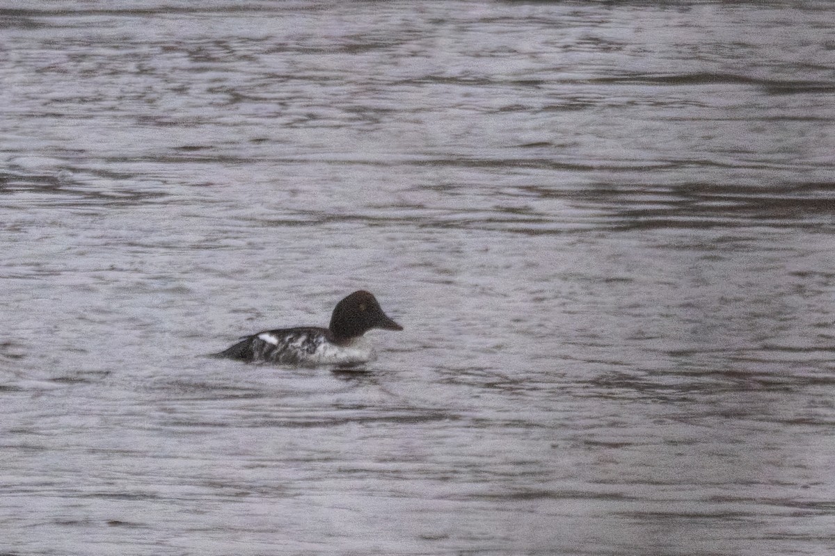 kvinand - ML646763890