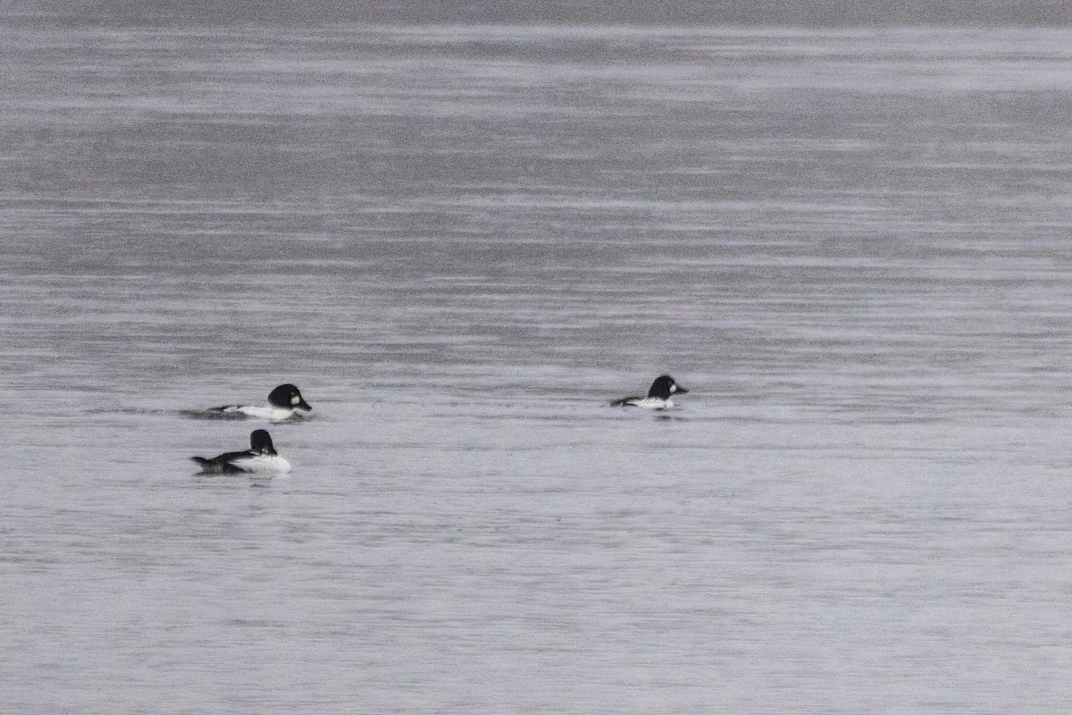 kvinand - ML646763891