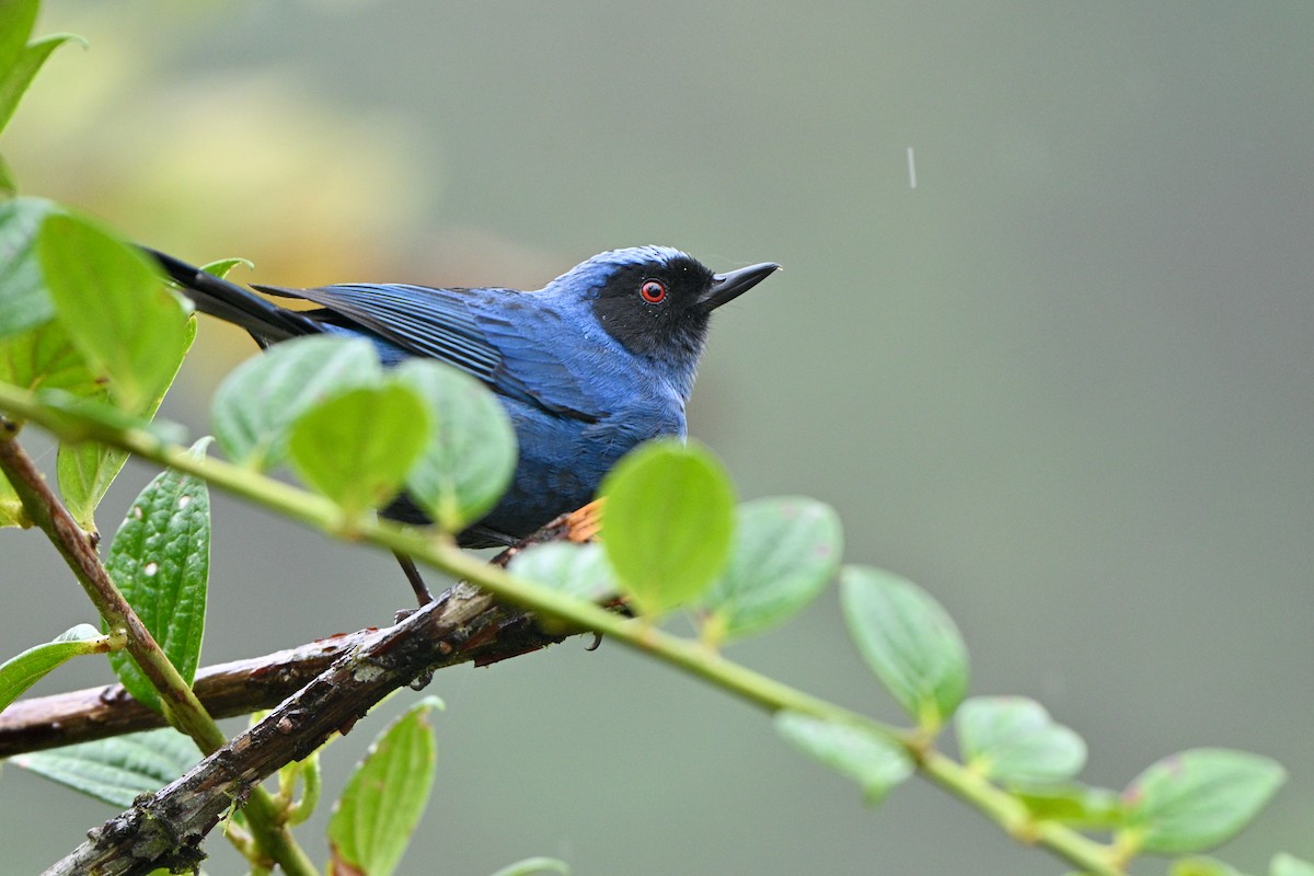 Percefleur masqué - ML646763894