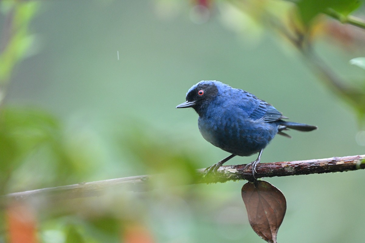 Percefleur masqué - ML646763895