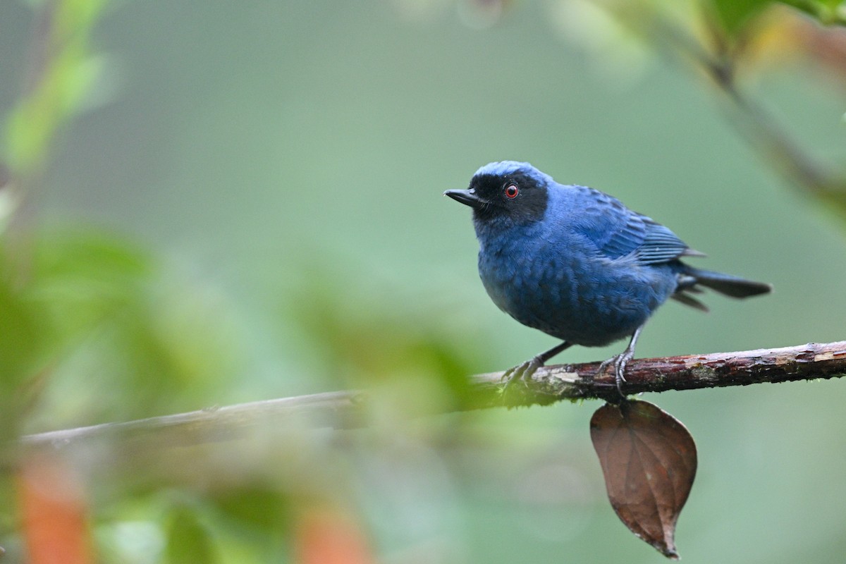 Percefleur masqué - ML646763896