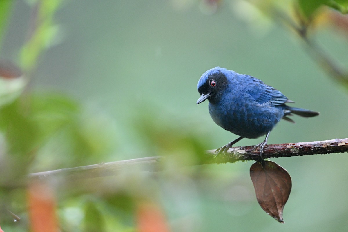 Percefleur masqué - ML646763899