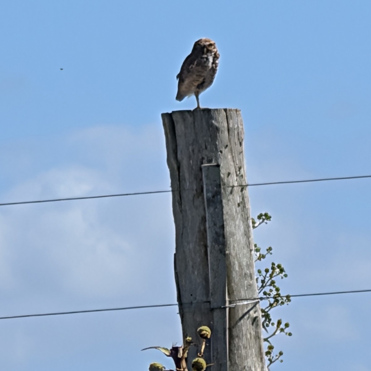 graveugle (cunicularia gr.) - ML646763900