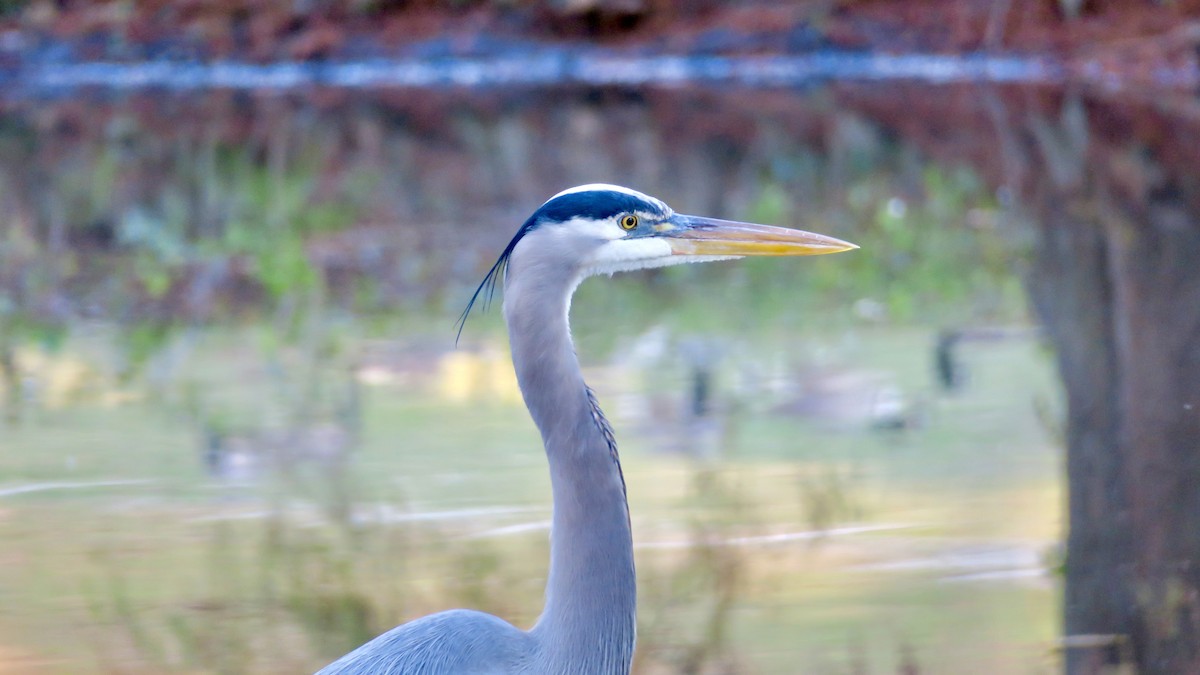 Great Blue Heron - ML646763902