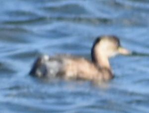 Little Grebe - ML646763905