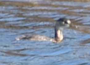 Little Grebe - ML646763906