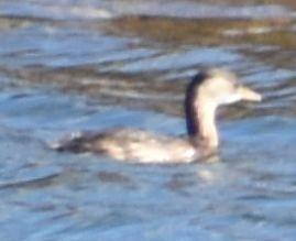 Little Grebe - ML646763907