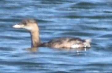 Little Grebe - ML646763908