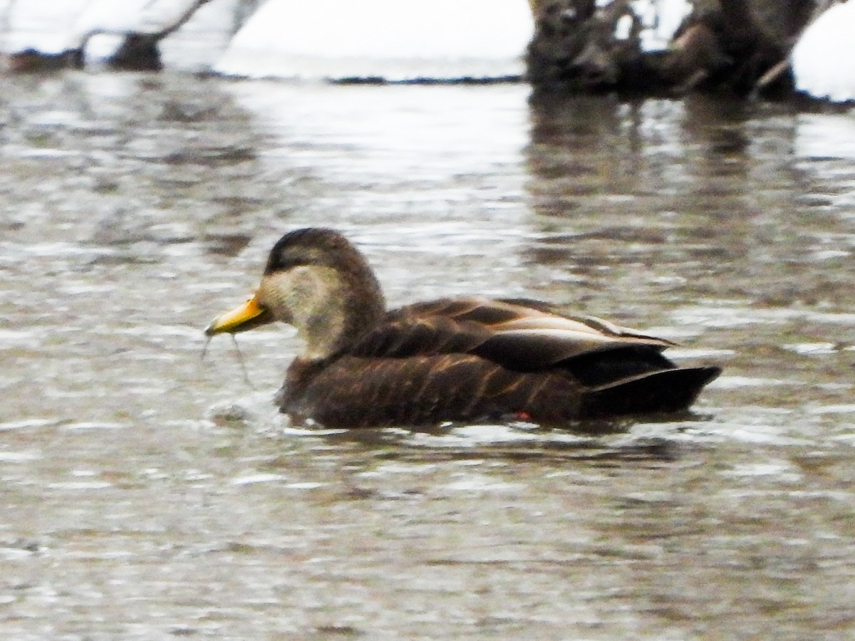 rødfotand - ML646763909