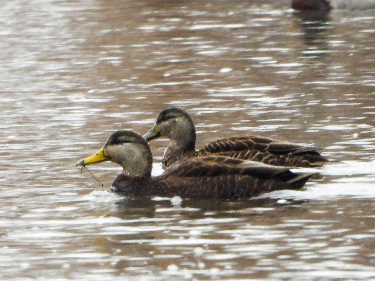 rødfotand - ML646763910