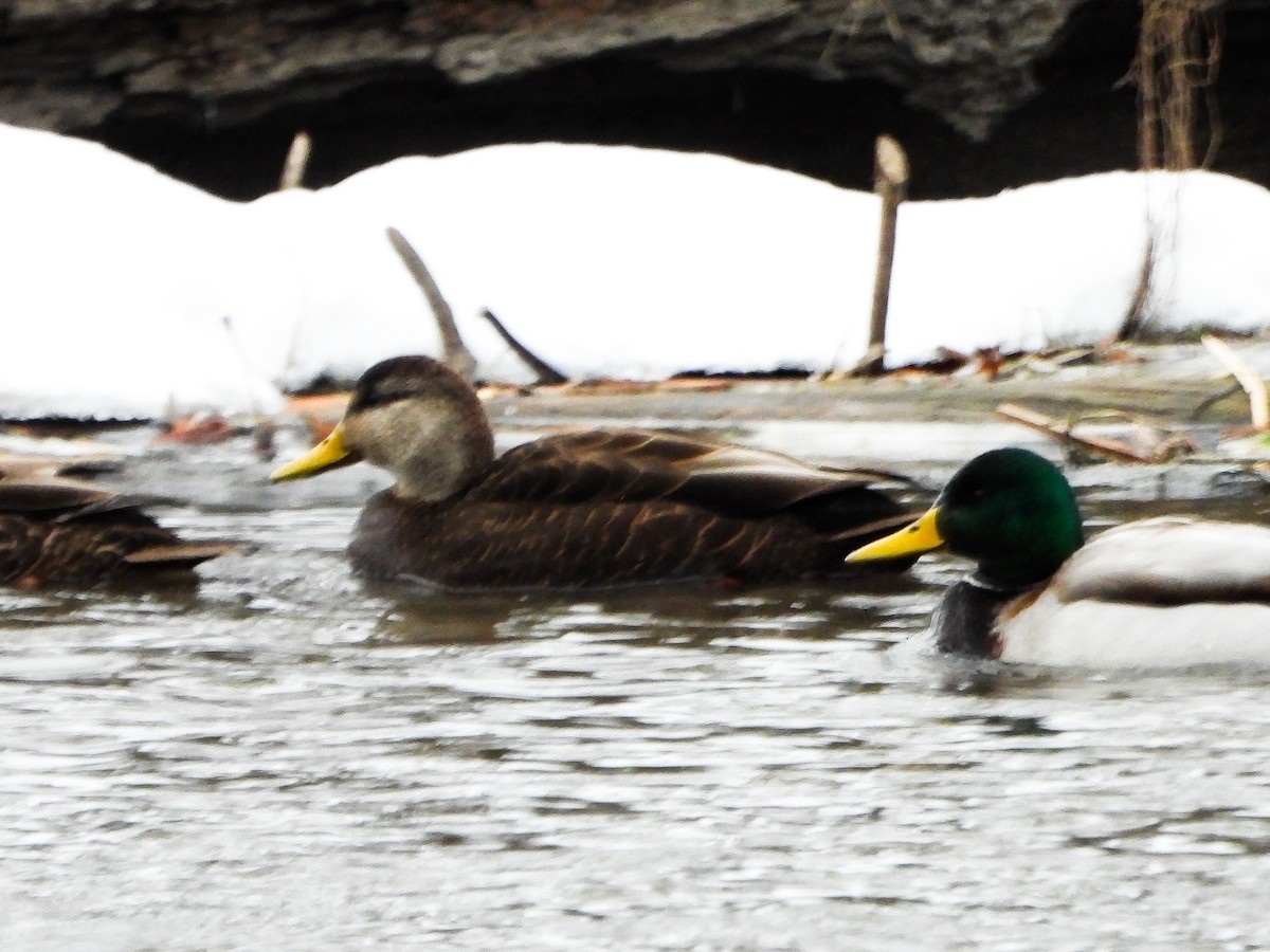 rødfotand - ML646763912