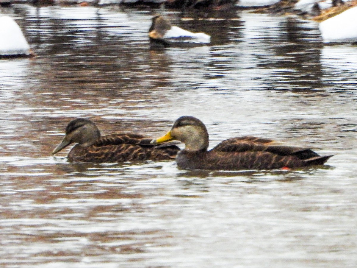 rødfotand - ML646763913