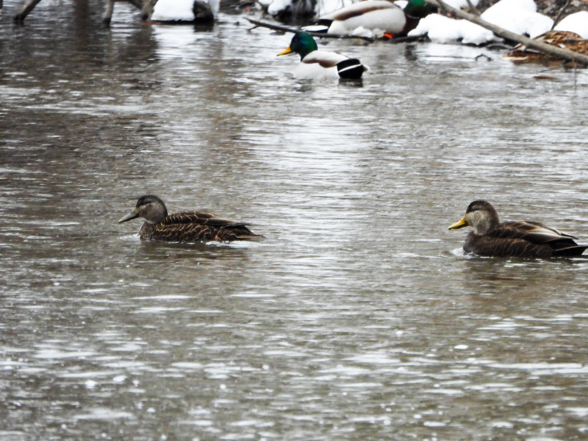 rødfotand - ML646763915