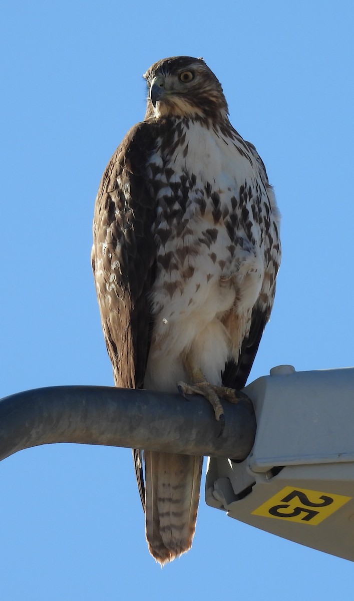 Краснохвостый канюк - ML646763917