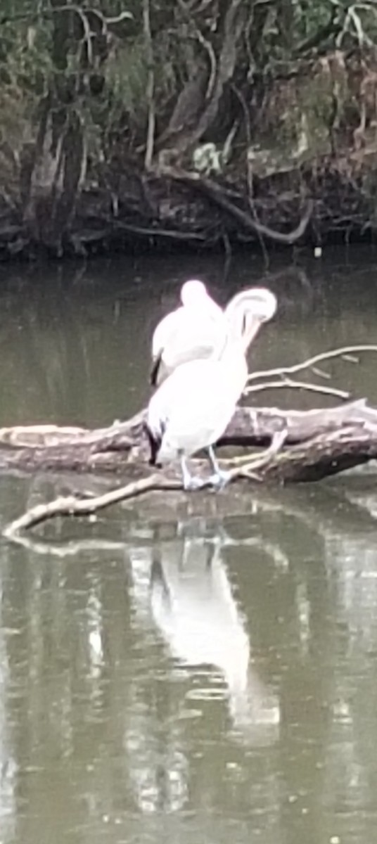 Australian Pelican - ML646763918