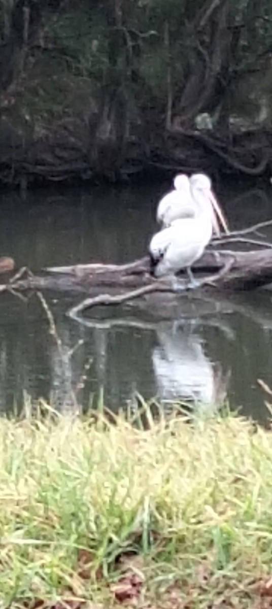 Australian Pelican - ML646763919