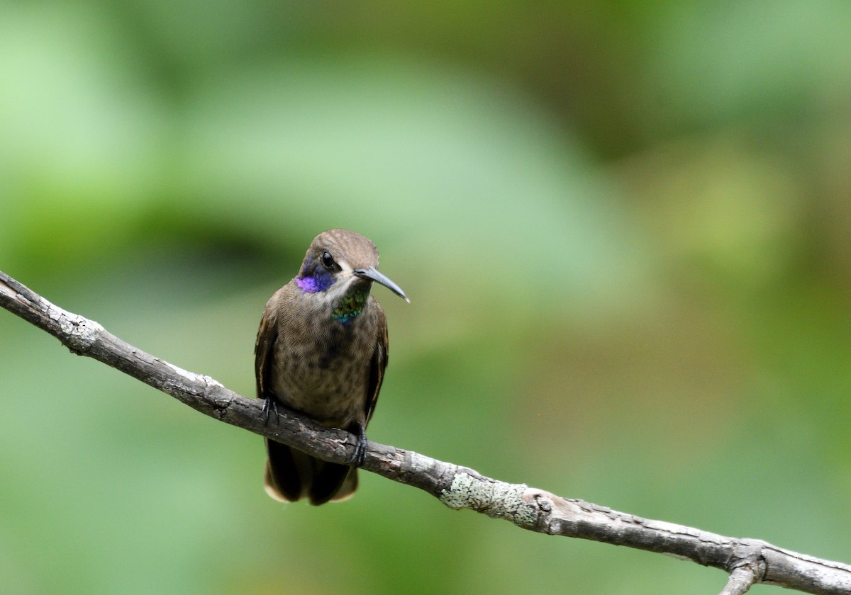 Brown Violetear - ML646763920