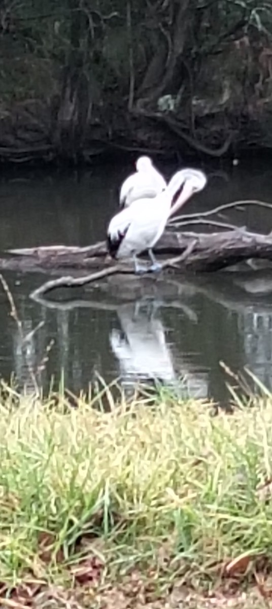 Australian Pelican - ML646763921