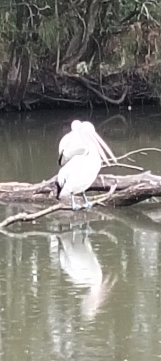 Australian Pelican - ML646763922