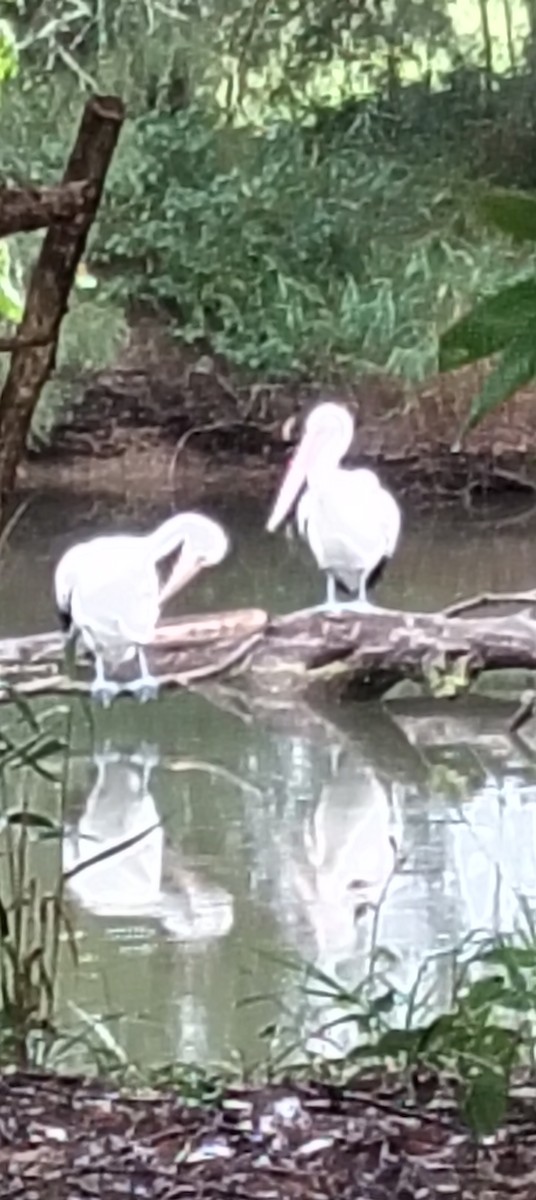 Australian Pelican - ML646763923