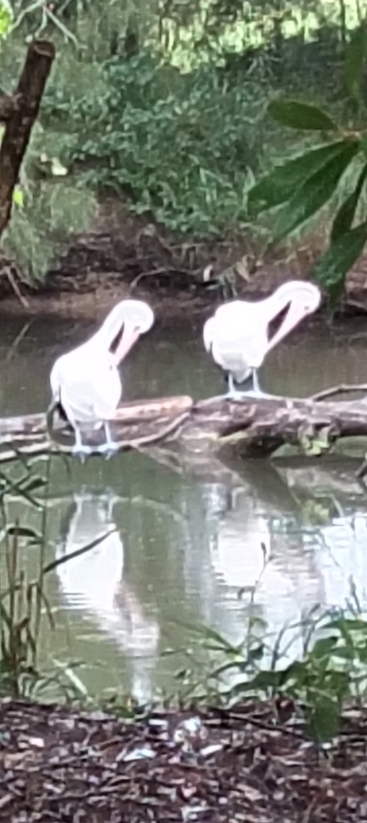 Australian Pelican - ML646763924