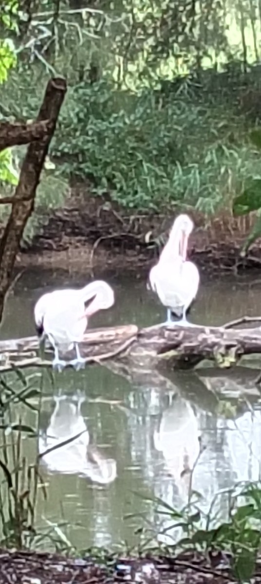 Australian Pelican - ML646763925
