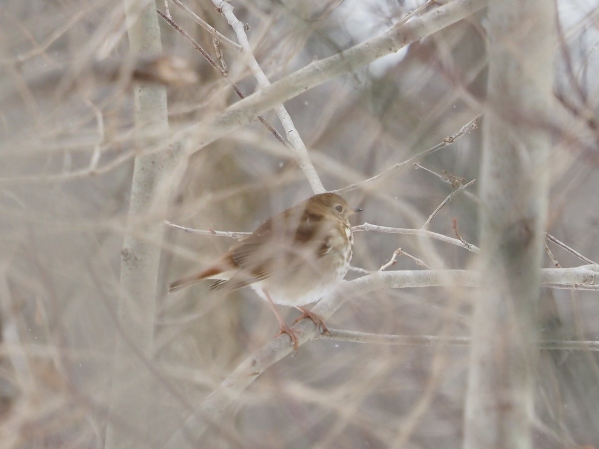 チャイロコツグミ - ML646763926