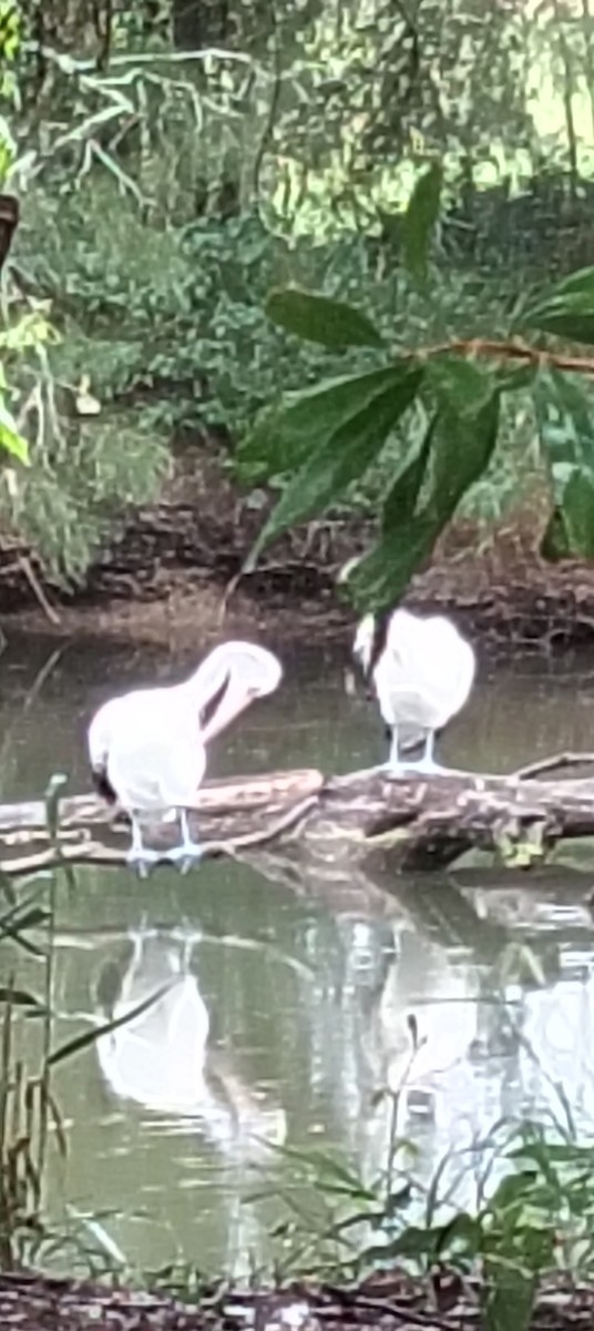 Australian Pelican - ML646763927
