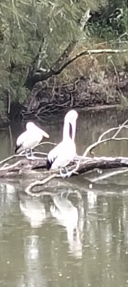 Australian Pelican - ML646763928
