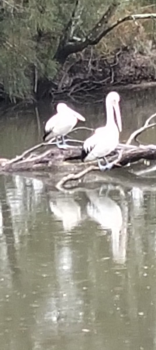 Australian Pelican - ML646763930