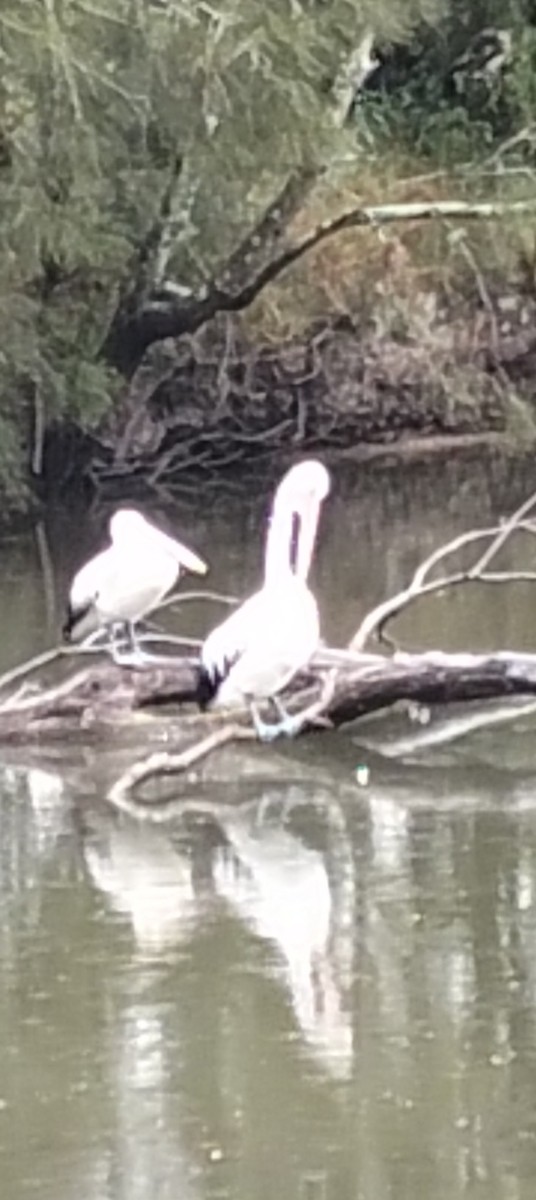 Australian Pelican - ML646763931