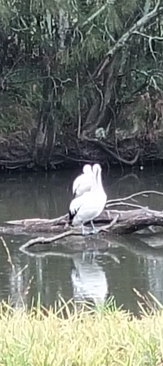 Australian Pelican - ML646763932