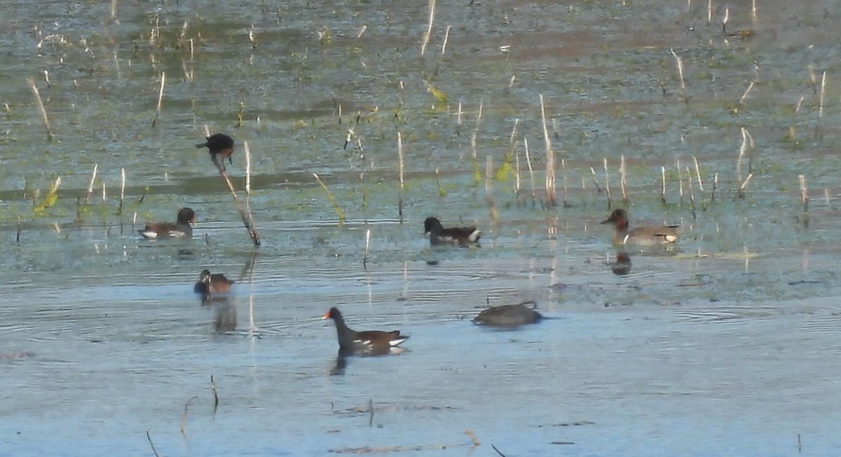 Green-winged Teal - ML646763939