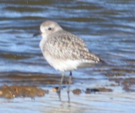 חופזי מנומר - ML646763943