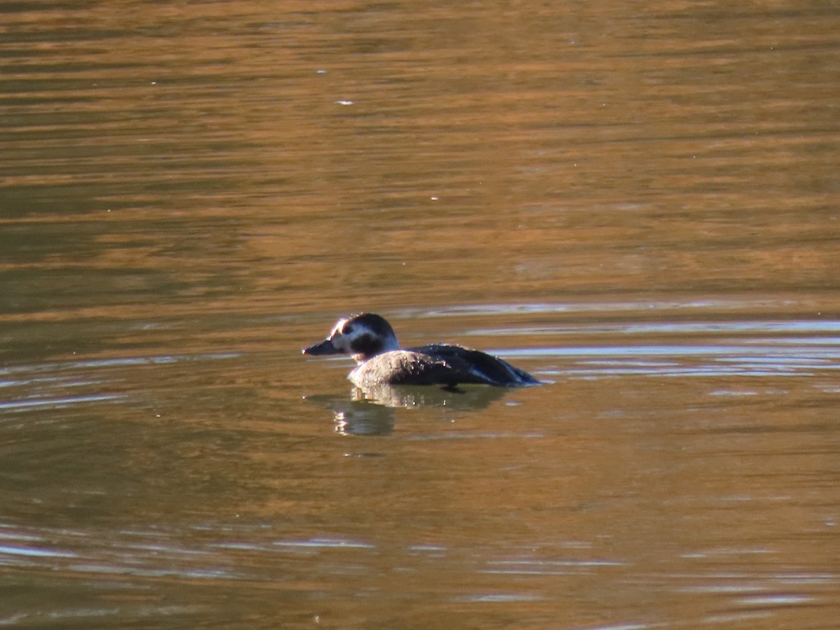 havelle - ML646763951