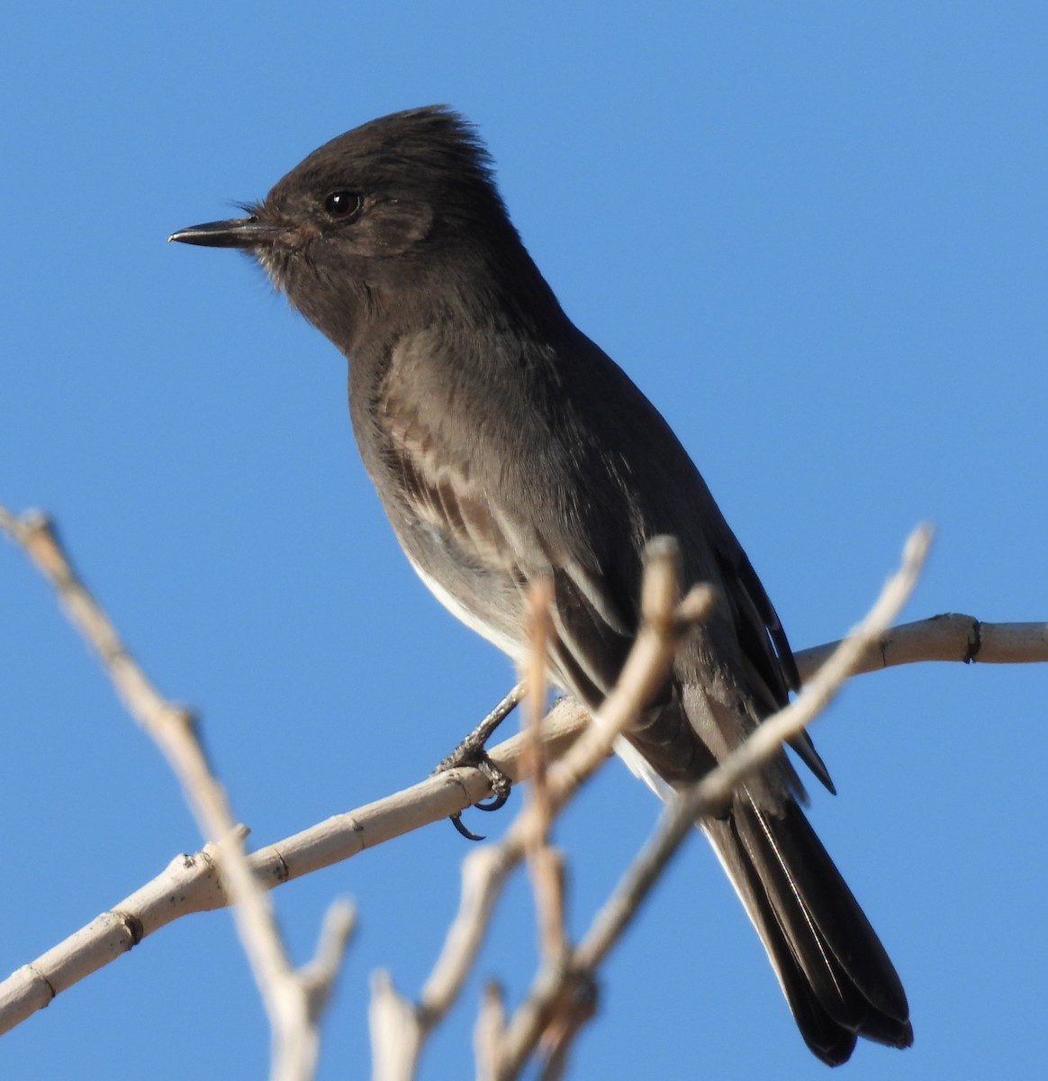 Чёрный фиби - ML646763954