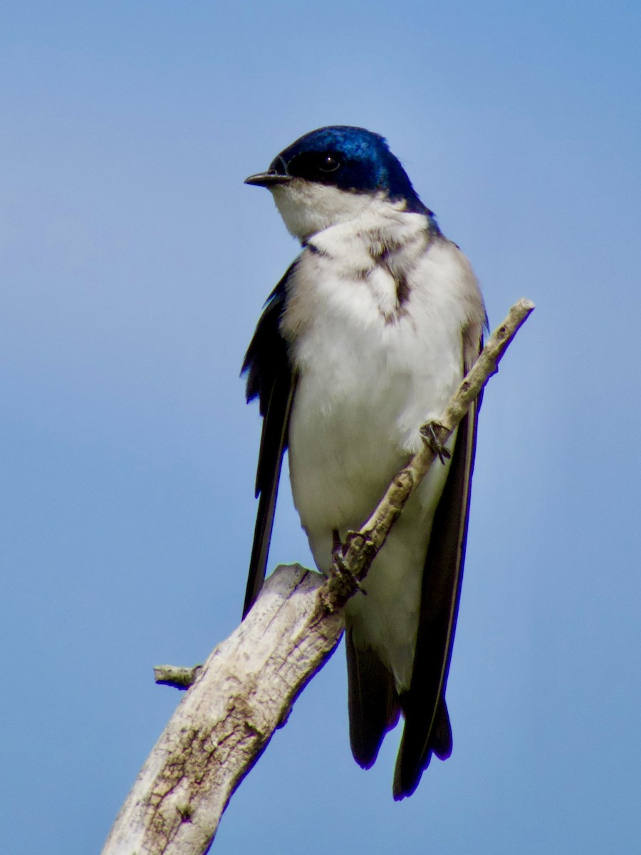 Chilean Swallow - ML646763958