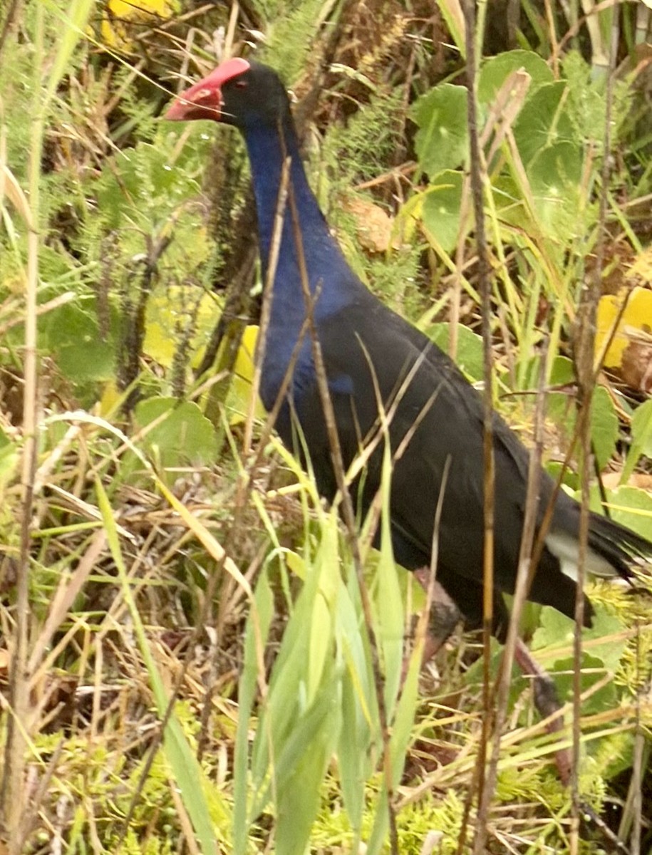 Australasian Swamphen - ML646763959