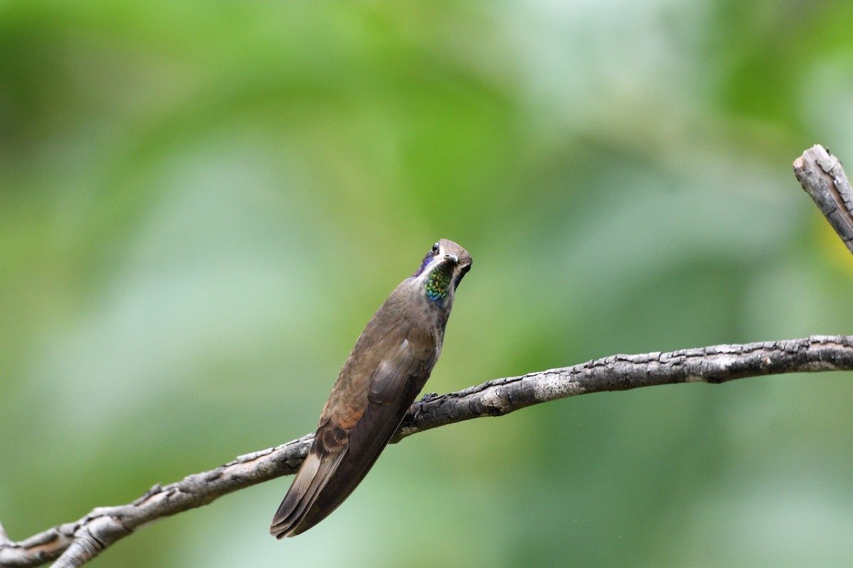 Brown Violetear - ML646763963