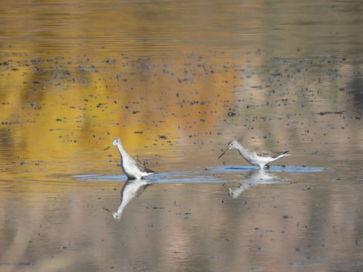 plystresnipe - ML646763964