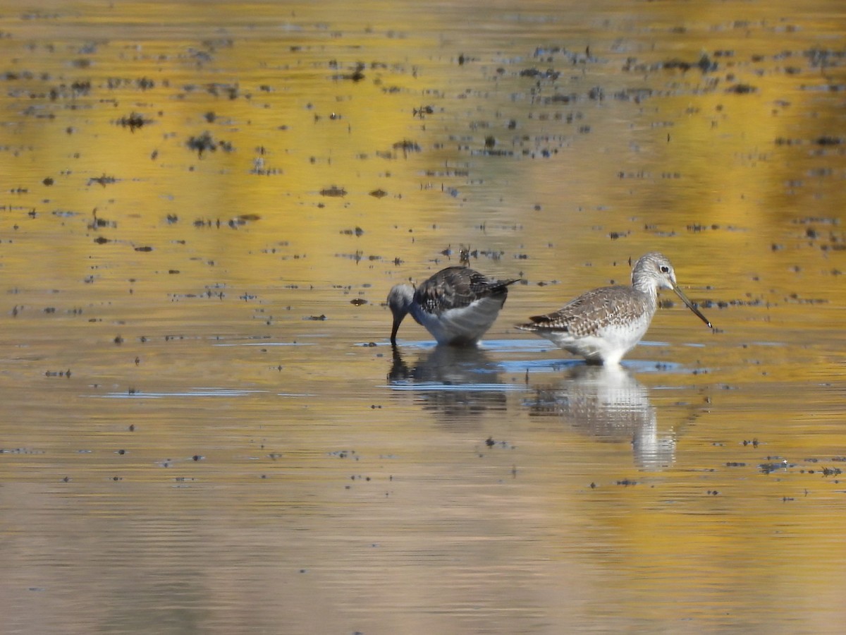 plystresnipe - ML646763965