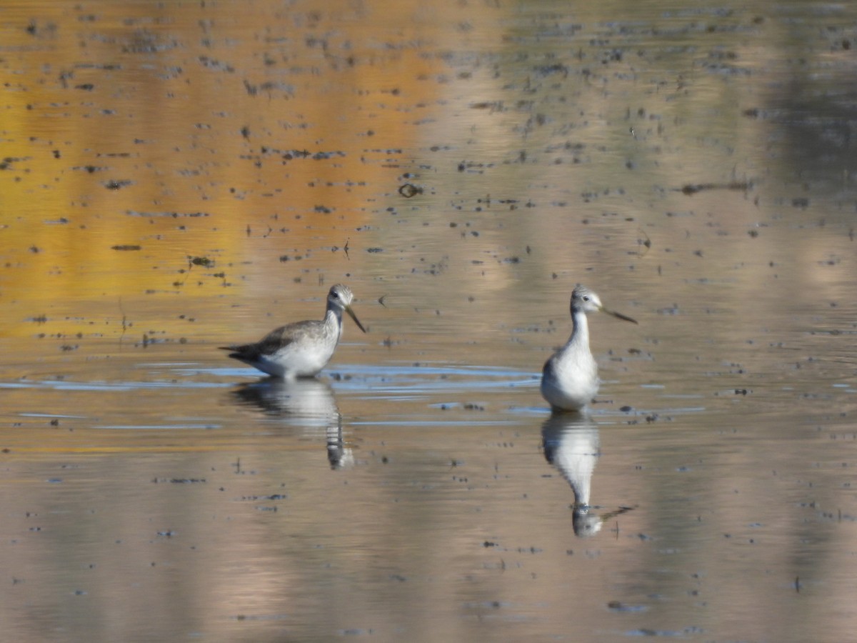 plystresnipe - ML646763966