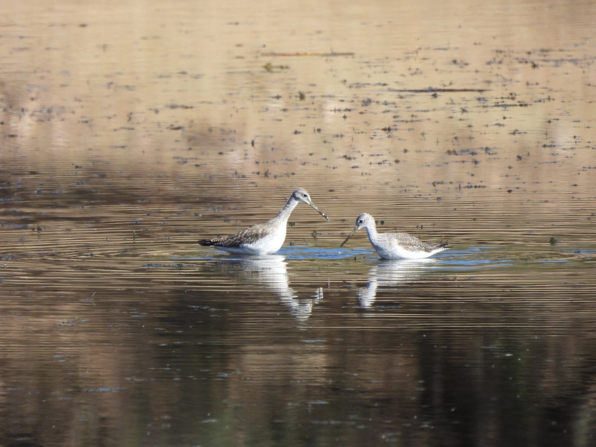 plystresnipe - ML646763967