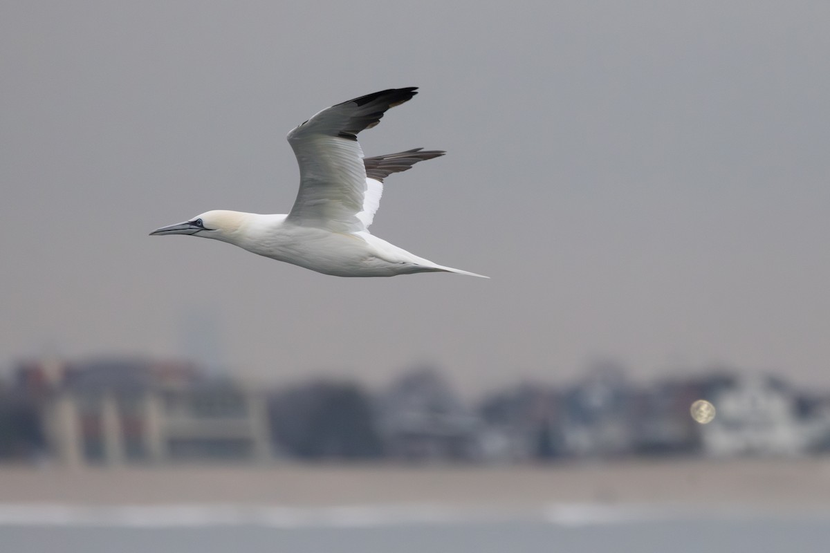 Northern Gannet - ML646763968