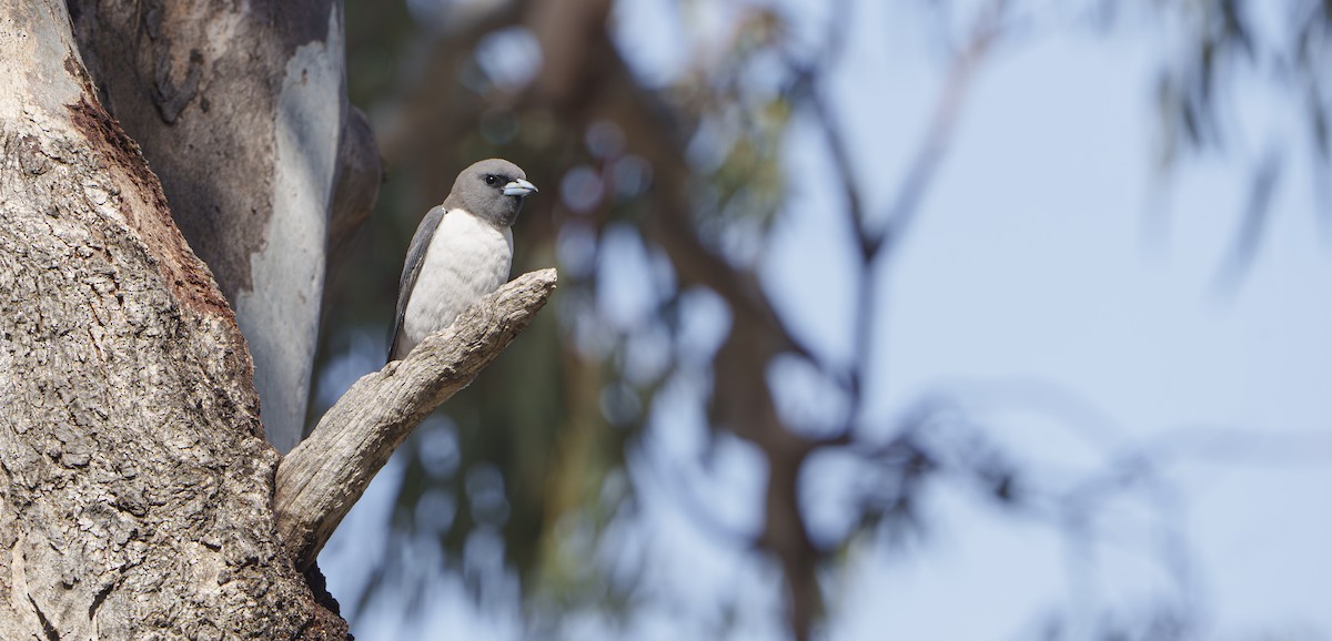 White-breasted Woodswallow - ML646763974