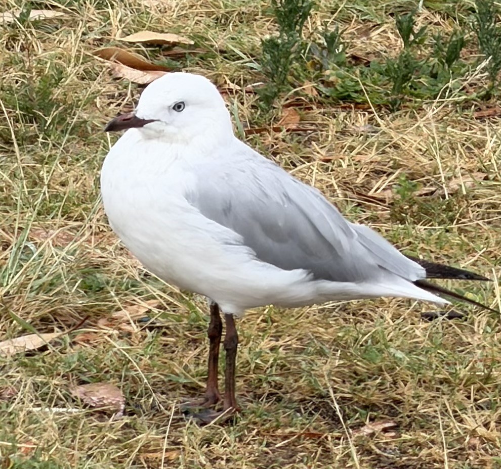 Silver Gull (Silver) - ML646763975