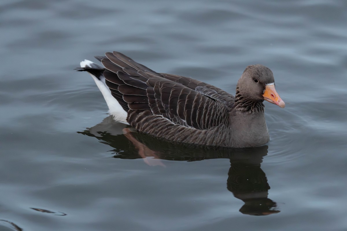 Boz Kaz - ML646763976